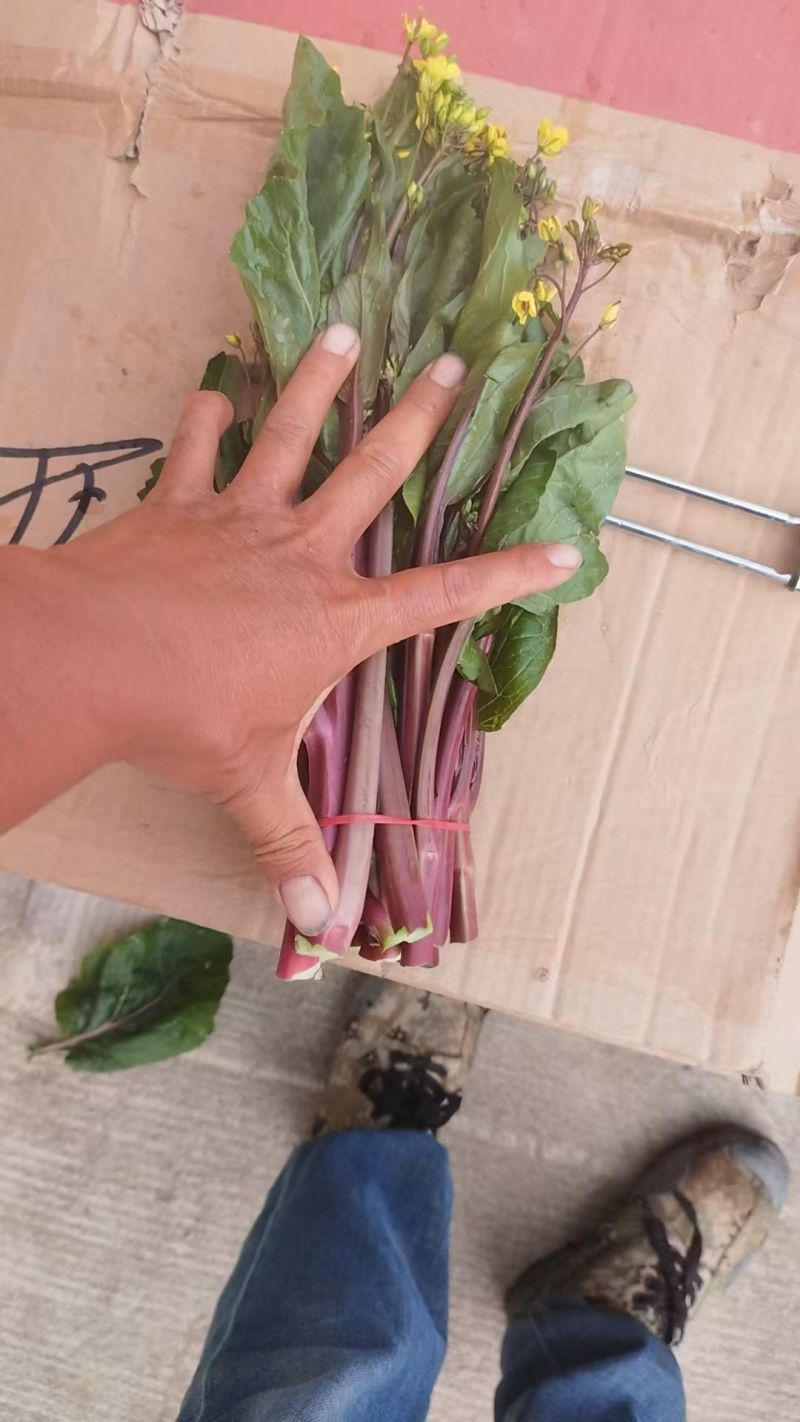 甘孜州道孚八美镇油菜苔出来了，大量上市