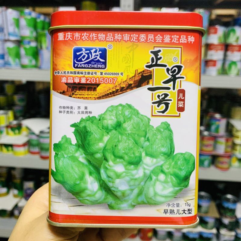 正早一号儿菜种子早熟重庆娃娃菜种籽大儿菜芥菜大田用种