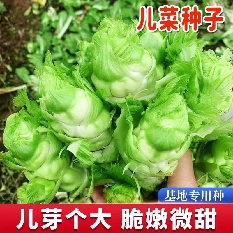 正早一号儿菜种子早熟重庆娃娃菜种籽大儿菜芥菜大田用种