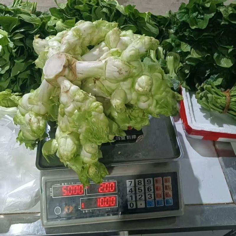正早一号儿菜种子早熟重庆娃娃菜种籽大儿菜芥菜大田用种