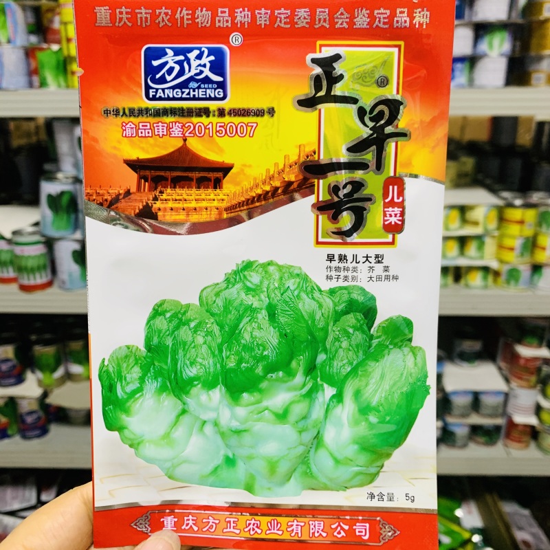 正早一号儿菜种子早熟重庆娃娃菜种籽大儿菜芥菜大田用种