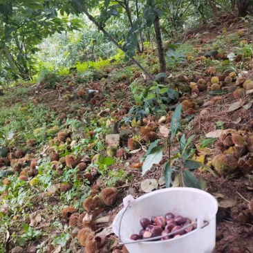 云南新鲜板栗个大饱满，每天现捡靓货！