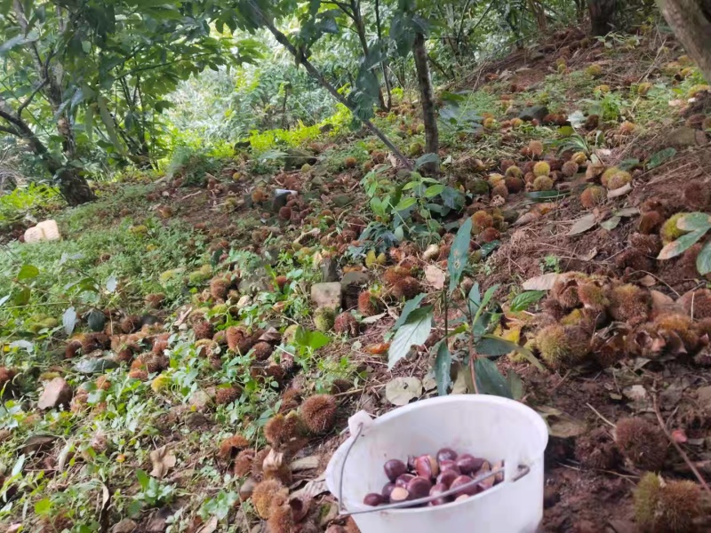 云南新鲜板栗个大饱满，每天现捡靓货！