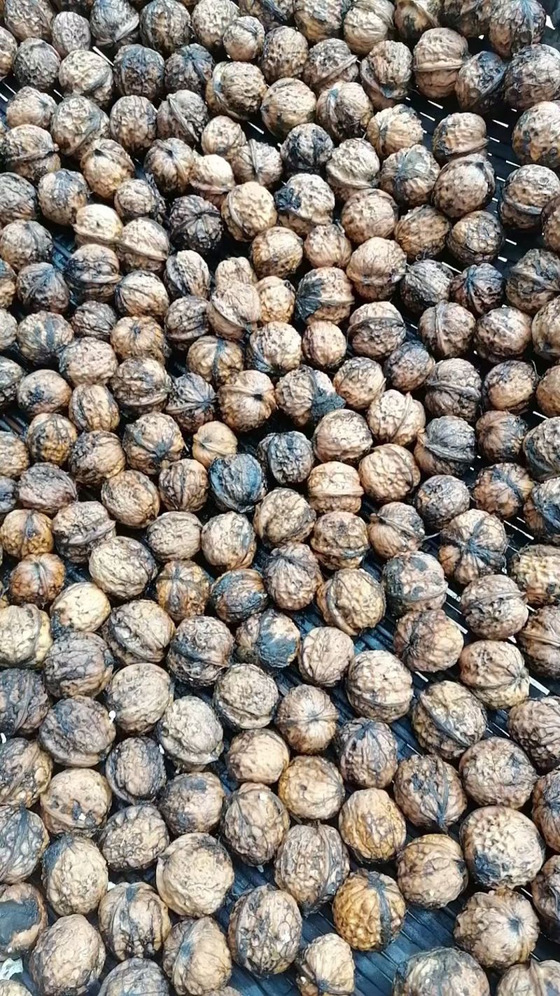 云南大树纸皮鲜核桃