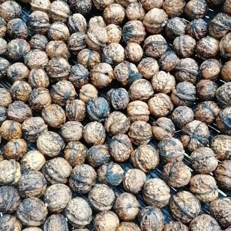 云南大树纸皮鲜核桃