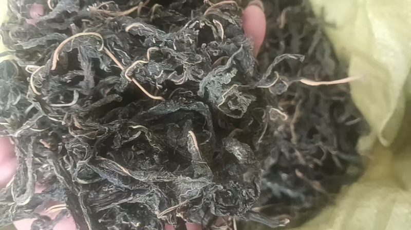 2025年头茬芝麻叶枝头嫩叶野菜人工种植。有意联系