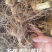 黄精种子，多花姜型黄精种子
