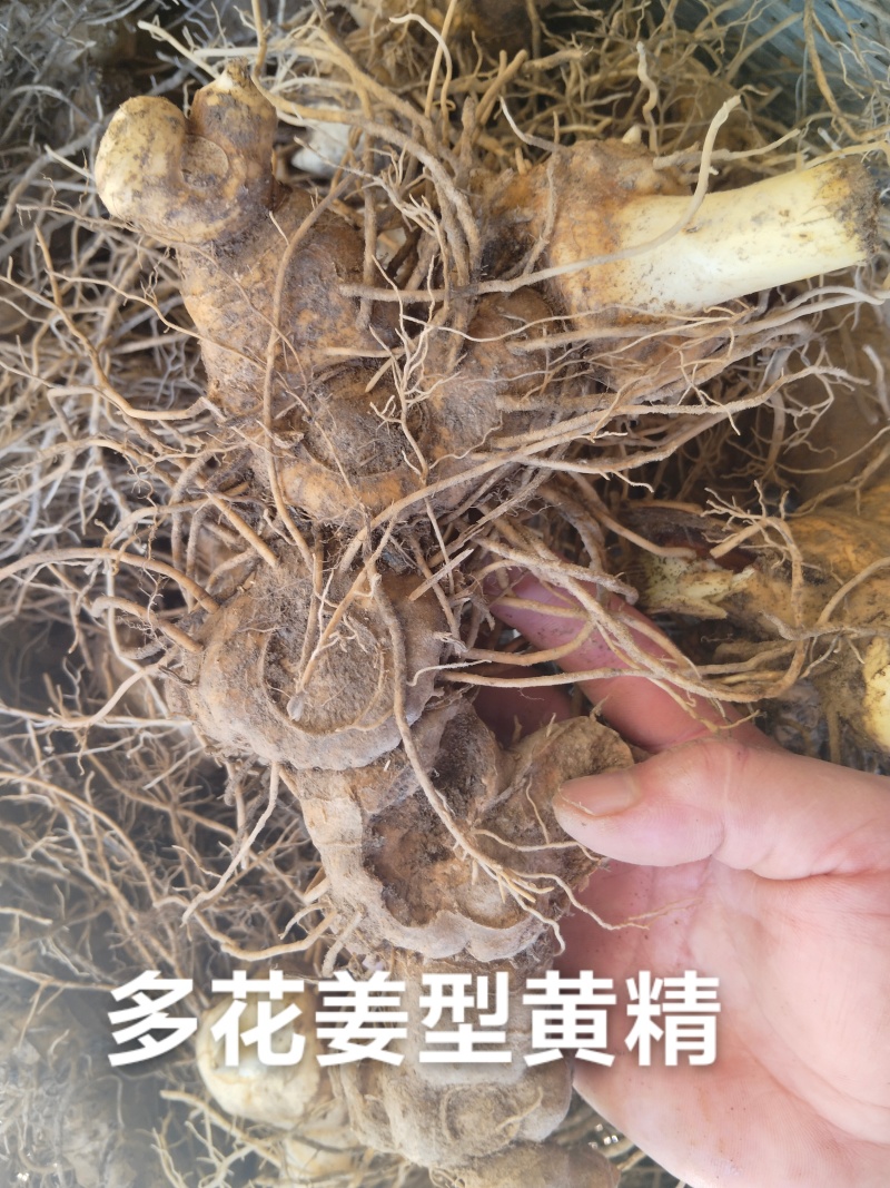 黄精种子，多花姜型黄精种子