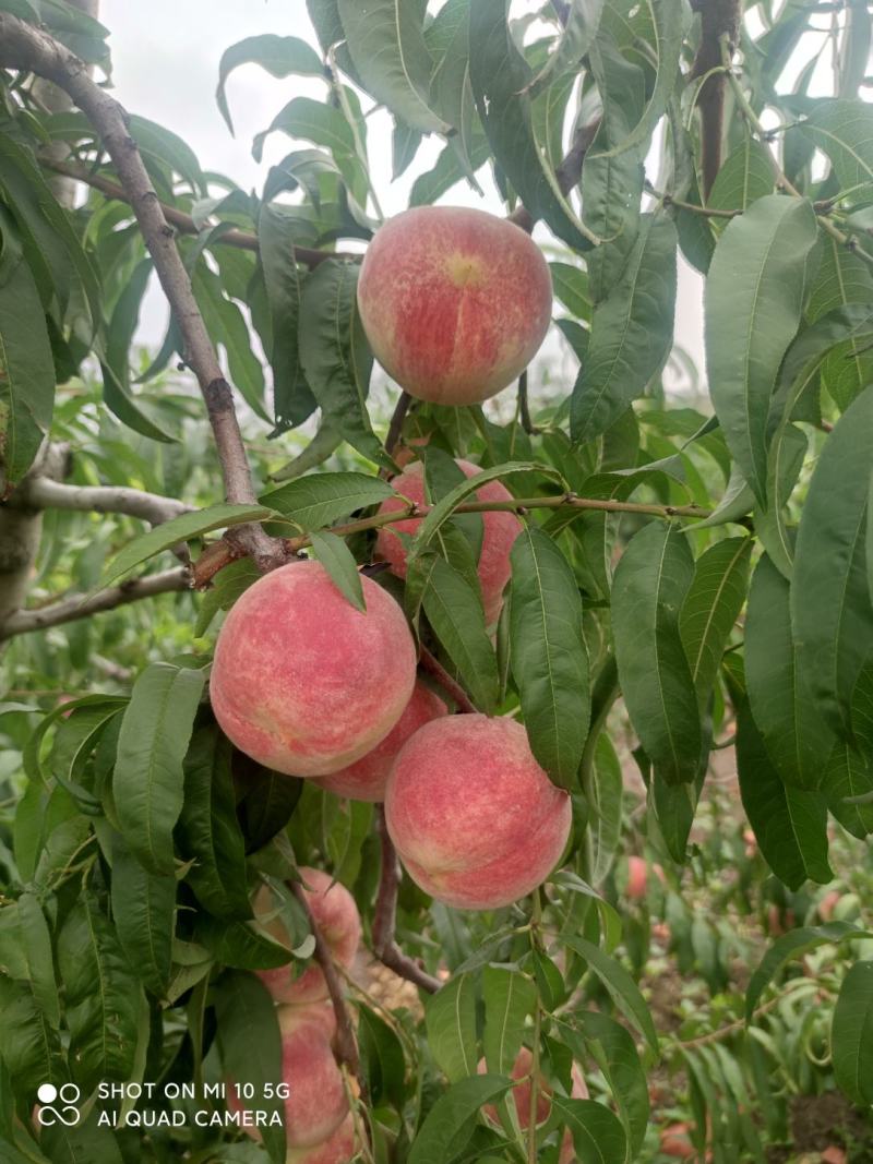 金秋红蜜桃子产地秋彤密桃直销