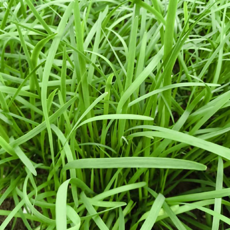 镇平县精品韭菜