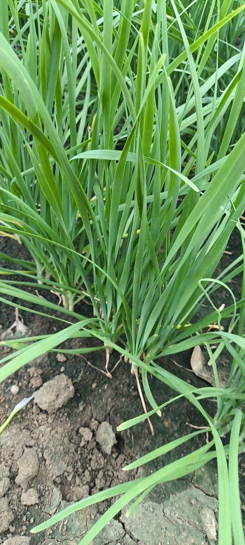 镇平县精品韭菜
