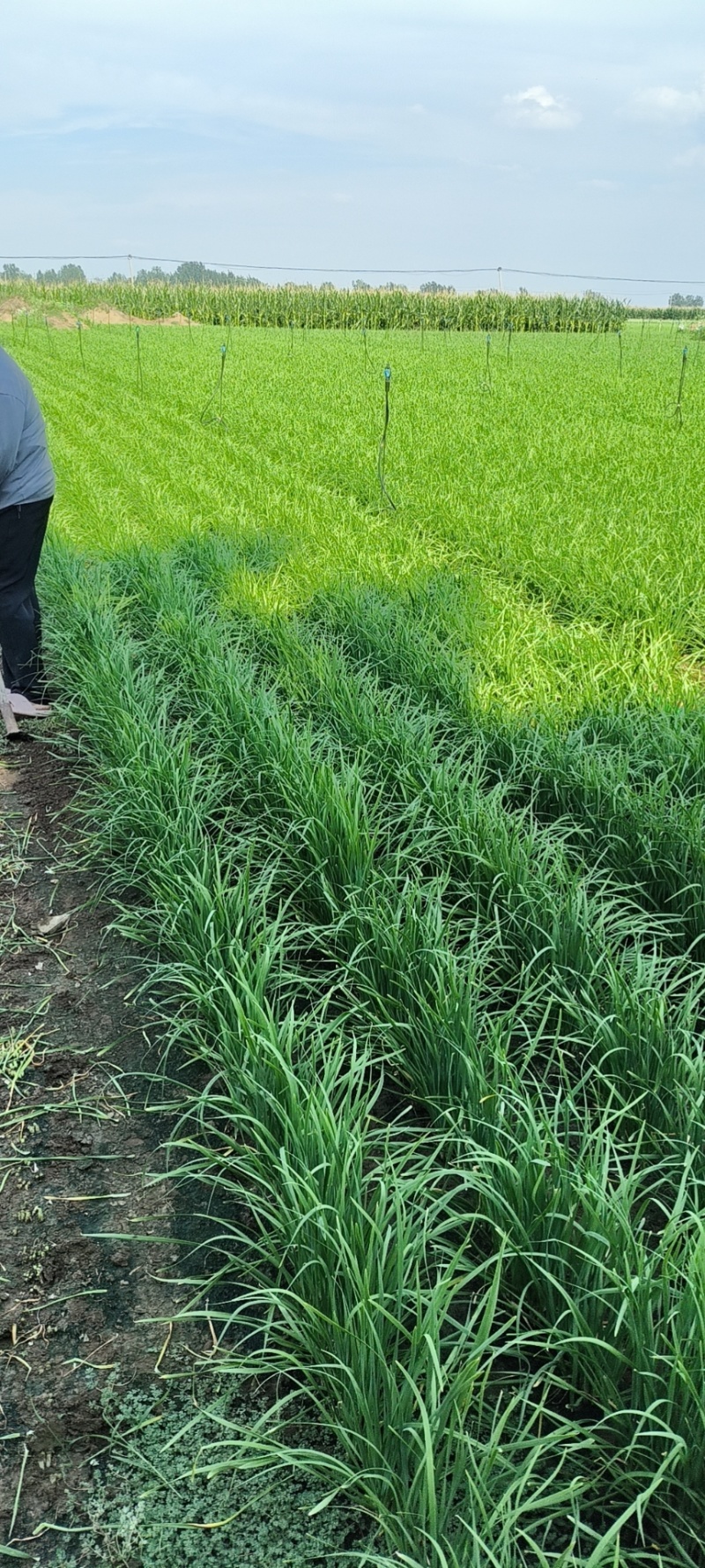 镇平县精品韭菜