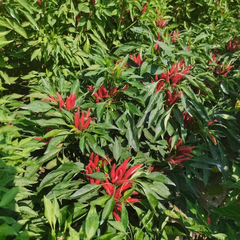 剁椒，小米椒，朝天椒，产地直供直发，