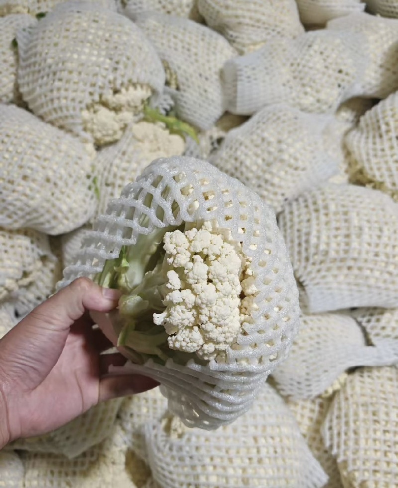 【花菜】松花菜菜花产地直发