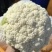 【花菜】松花菜菜花产地直发