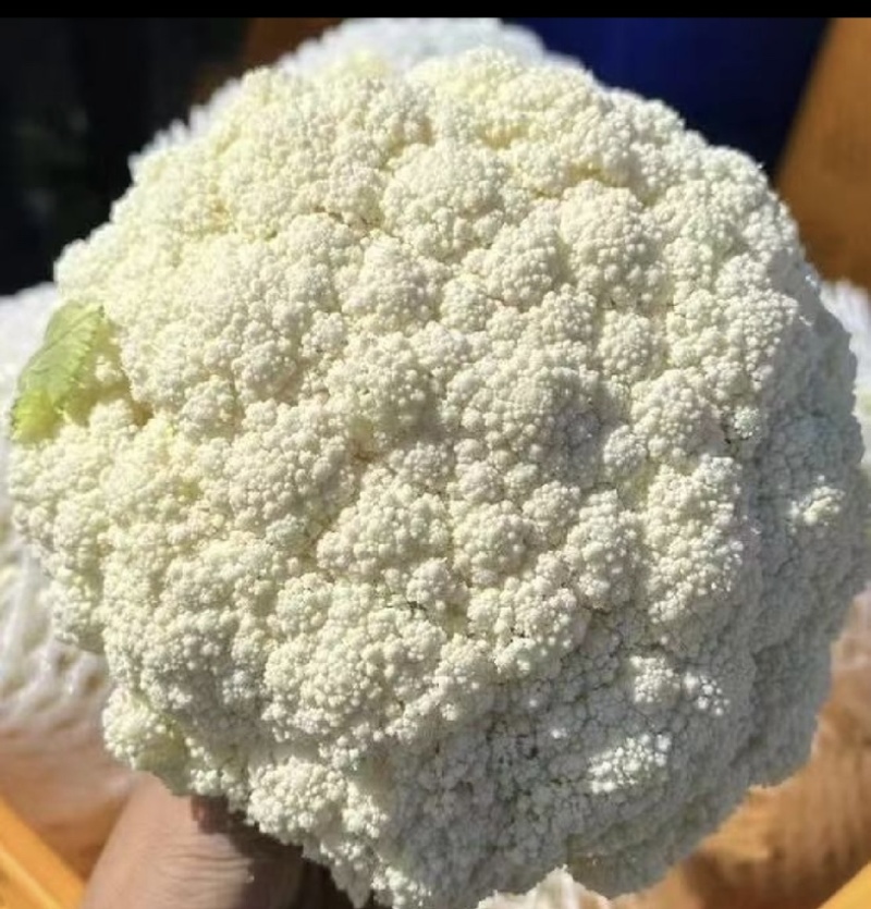 【花菜】松花菜菜花产地直发