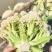 【花菜】松花菜菜花产地直发
