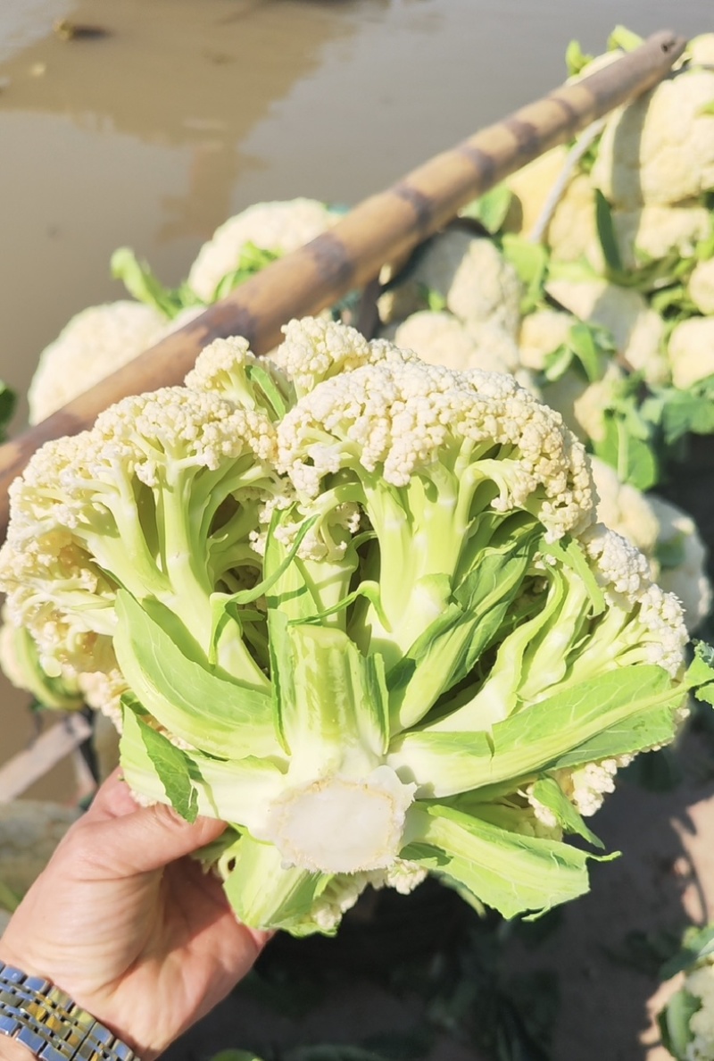 【花菜】松花菜菜花产地直发