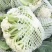【花菜】松花菜菜花产地直发