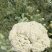 【花菜】松花菜菜花产地直发
