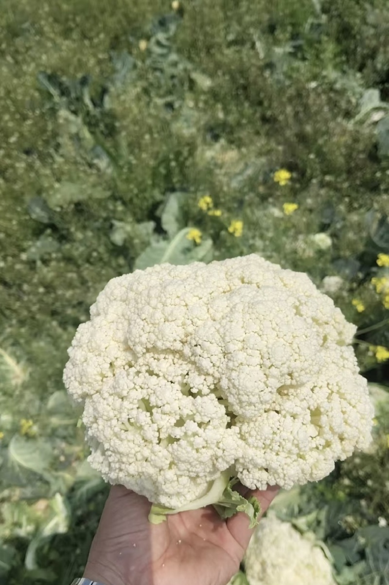 【花菜】松花菜菜花产地直发