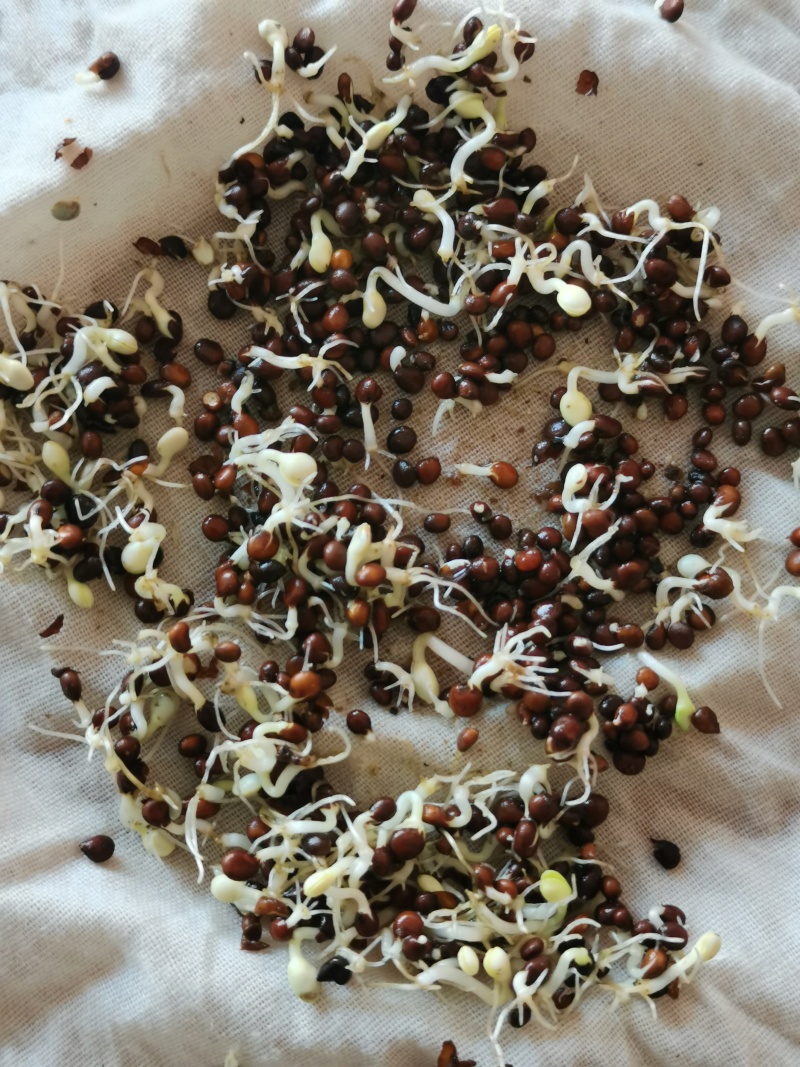 急性子种子用包发芽出苗95%分春播夏播秋末收获