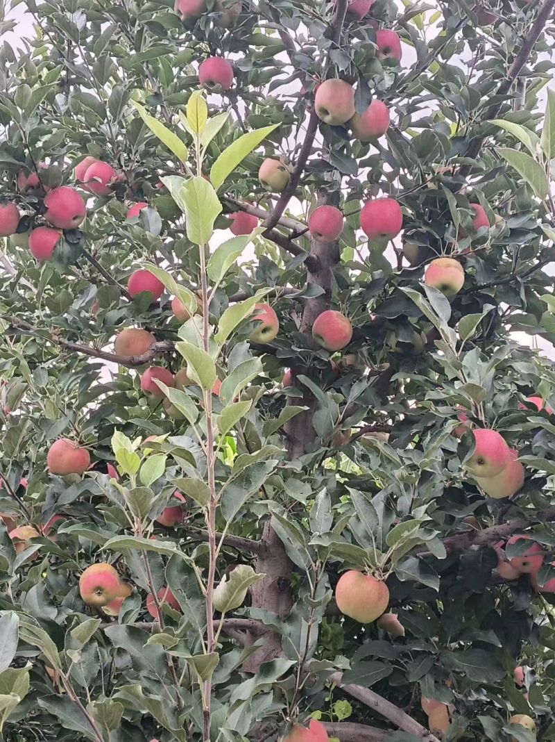会宁关川苹果