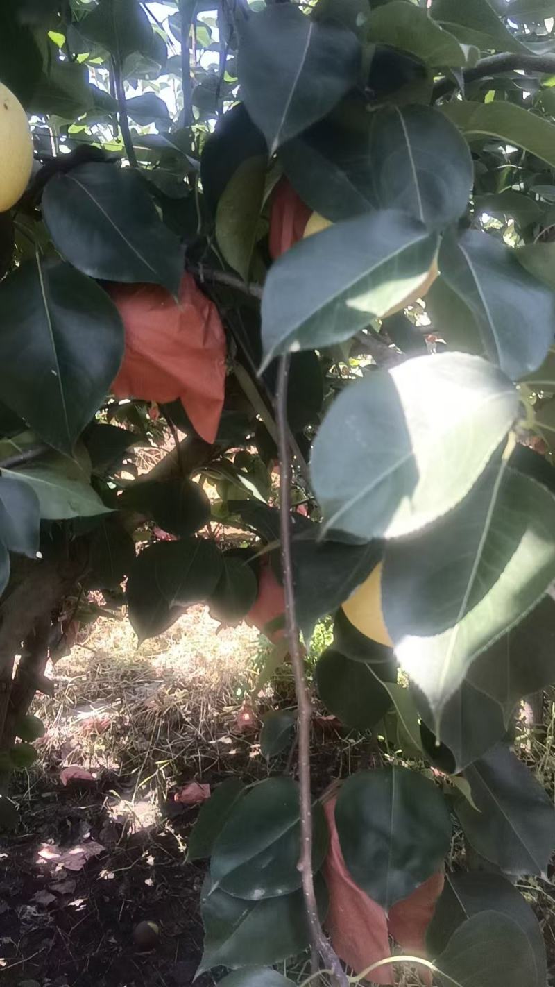 黄金梨小花三层袋。。。。。。。。。。。。。。。。