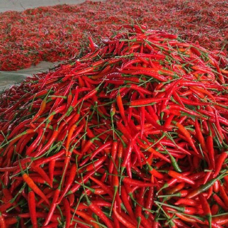 烤椒，小米椒，朝天椒上市，品质保证，量大从优