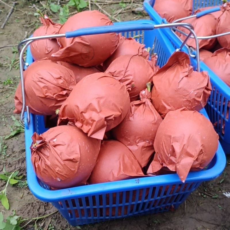 精品绿皇冠