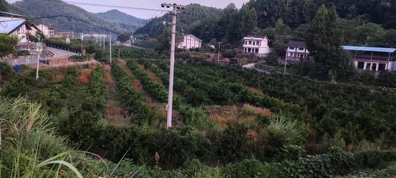 108亩耙耙柑园转让，八年树龄，丰产！！