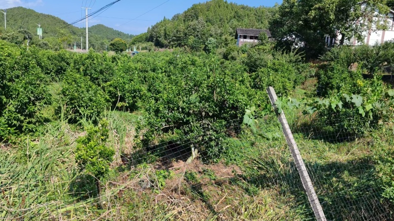 108亩耙耙柑园转让，八年树龄，丰产！！