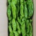 大棚芜湖椒
