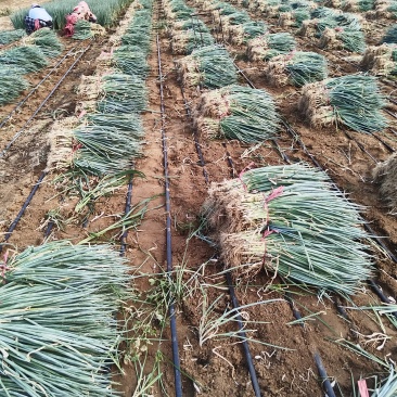 基地直供，一手货源铁杆大葱苗品种纯正