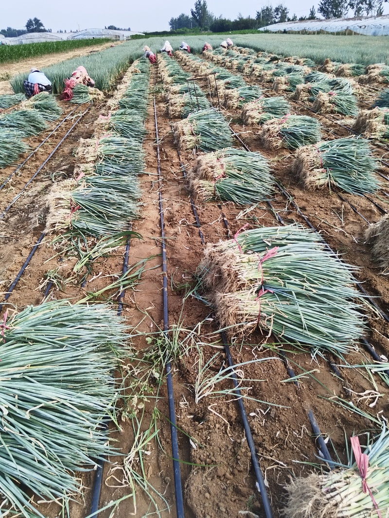 基地直供，一手货源铁杆大葱苗品种纯正