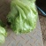 球生菜，被冰雹砸了，捡漏来，