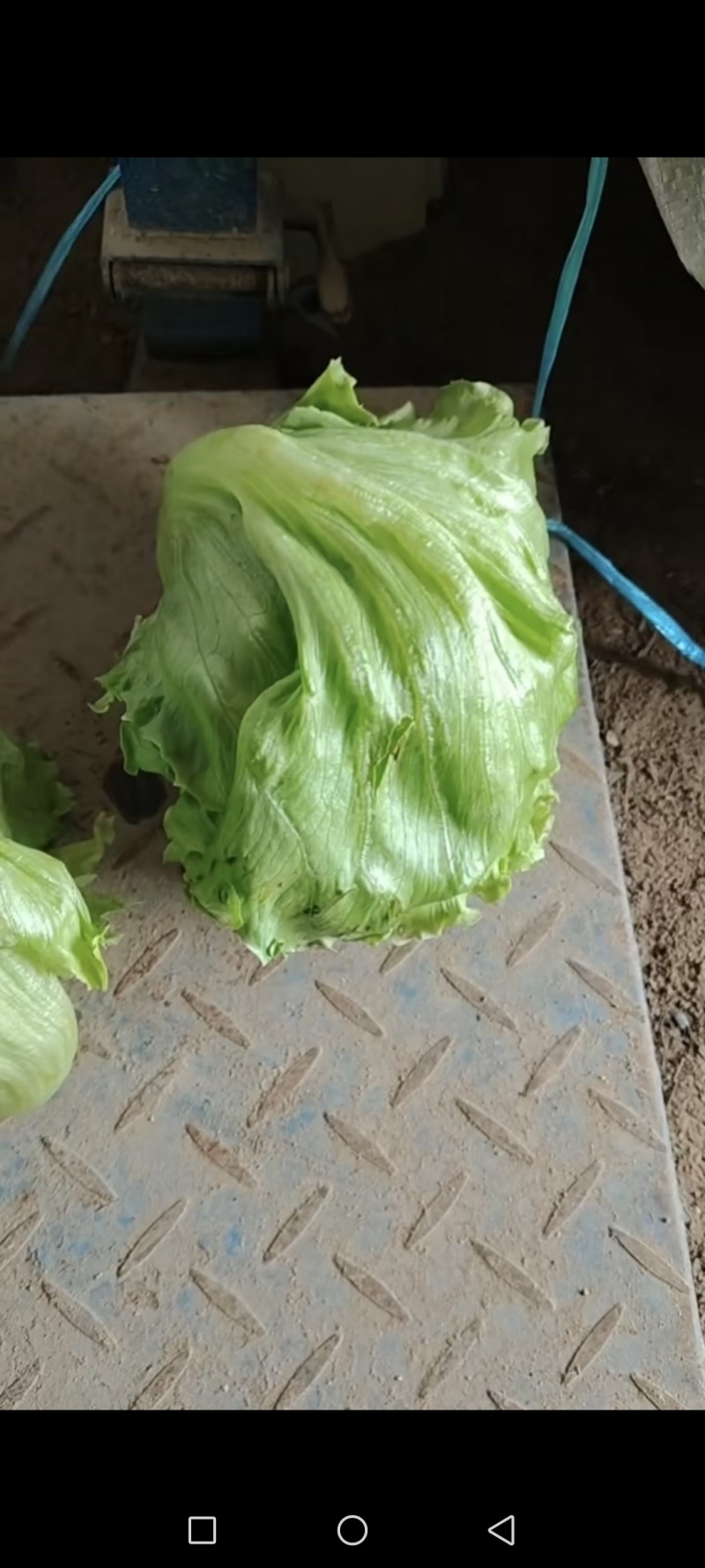 球生菜，被冰雹砸了，捡漏来，