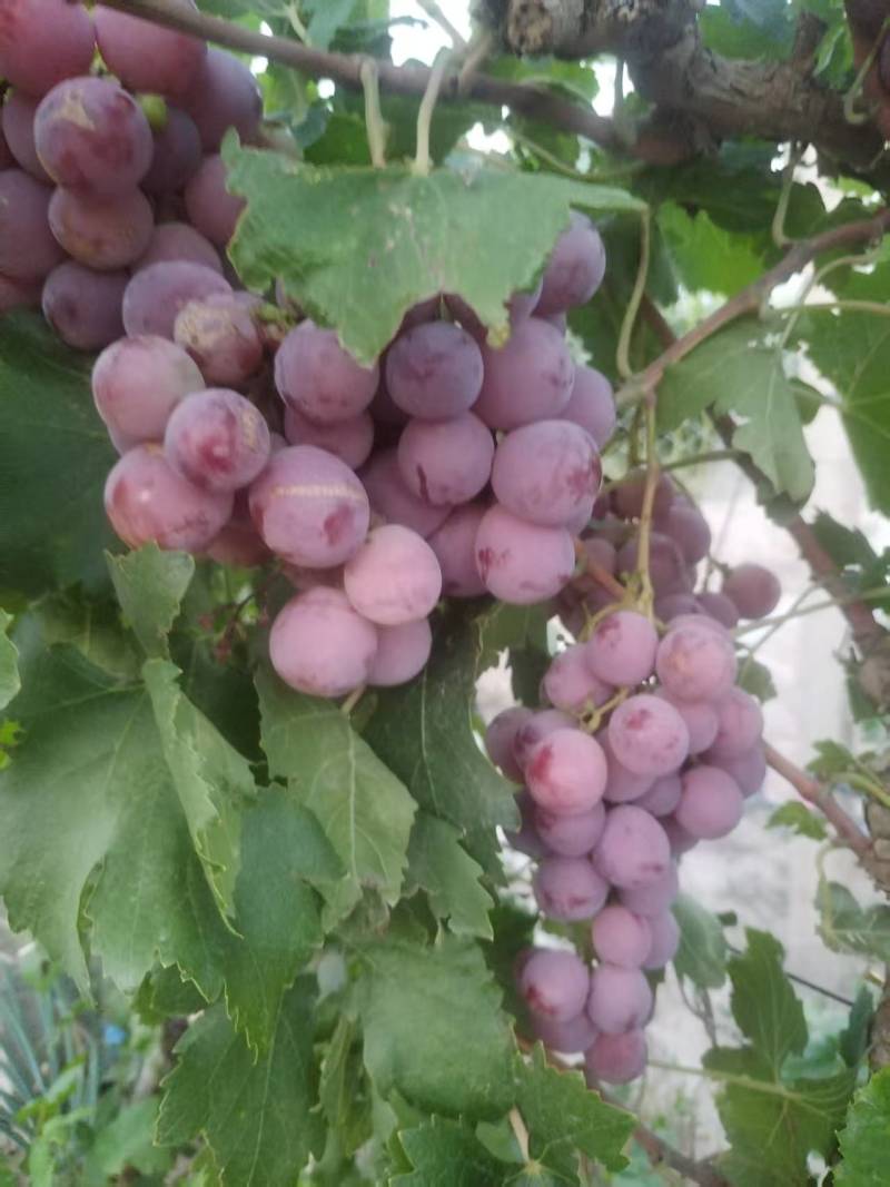 红提葡萄，宁夏葡萄产区