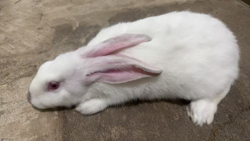 长期商品兔供应