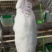 长期商品兔供应