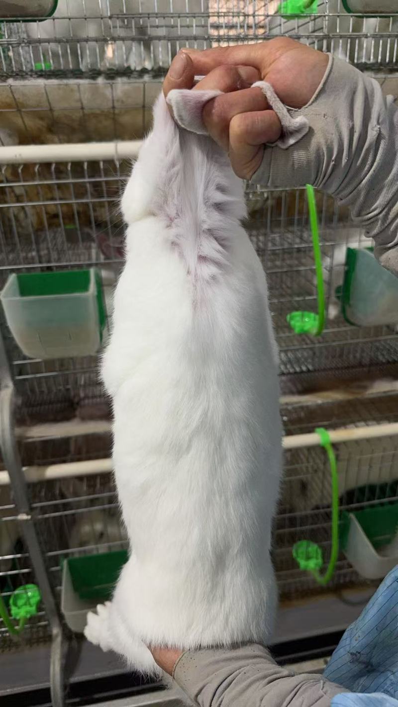 长期商品兔供应
