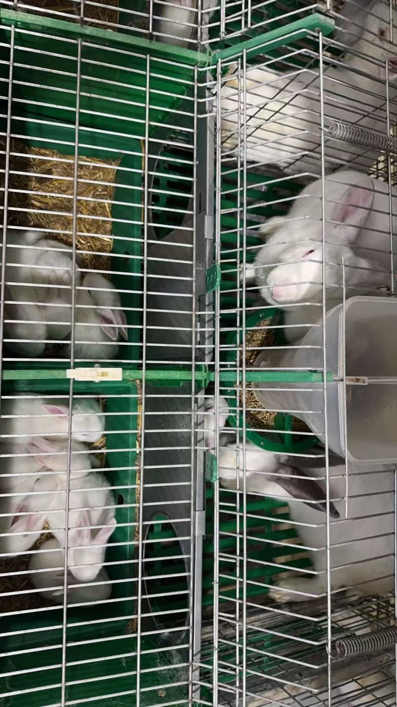 长期商品兔供应