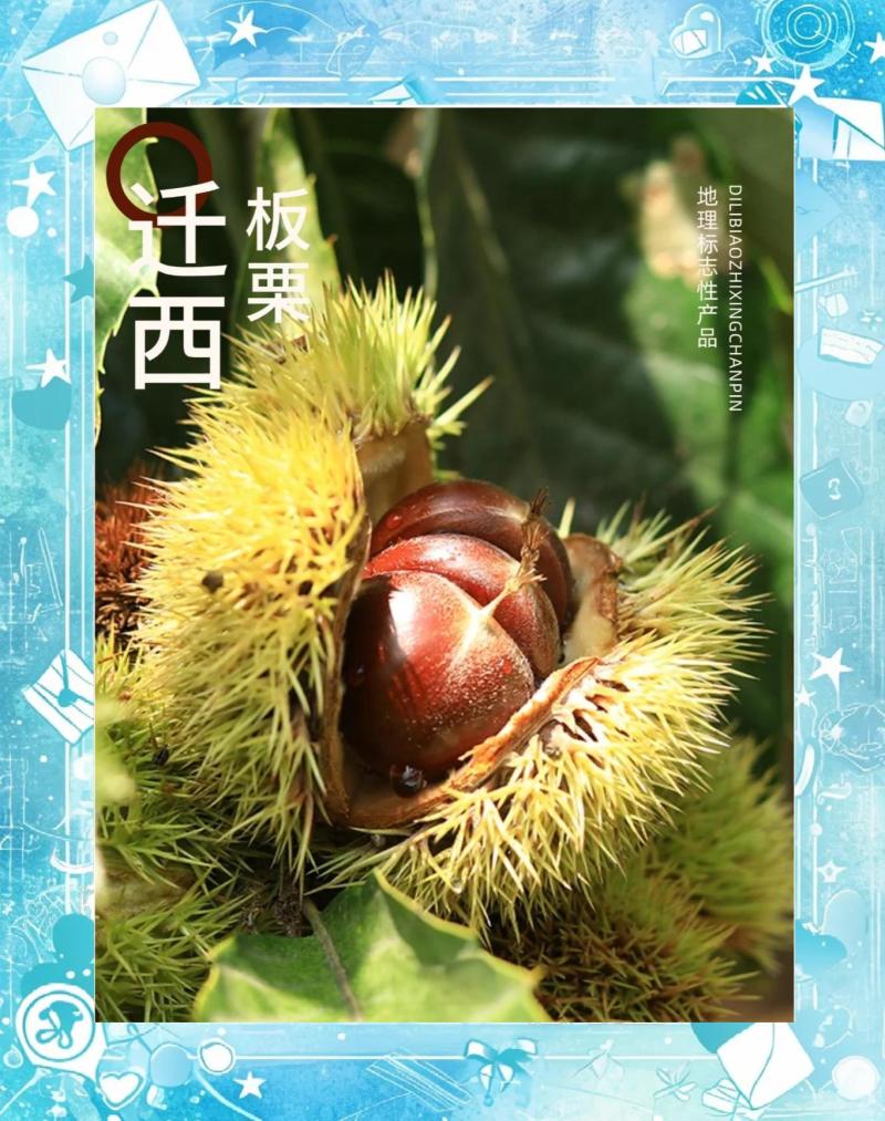 炒货迁西板栗河北唐山迁西县产地直发软糯香甜发货量大