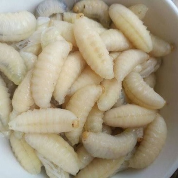 胡蜂蛹