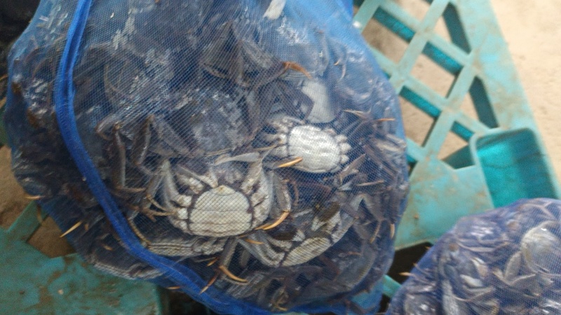 盘锦河蟹老头蟹产地直发各种规格齐全品质保障