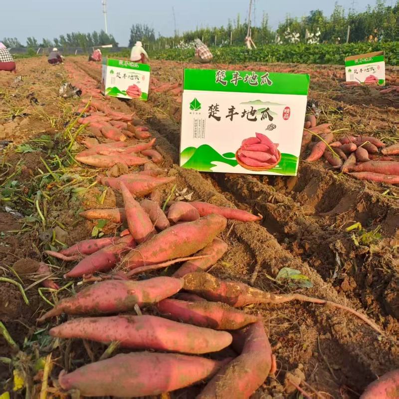 河南红薯软糯香甜新鲜上市量大从优欢迎采购热卖中一手货源
