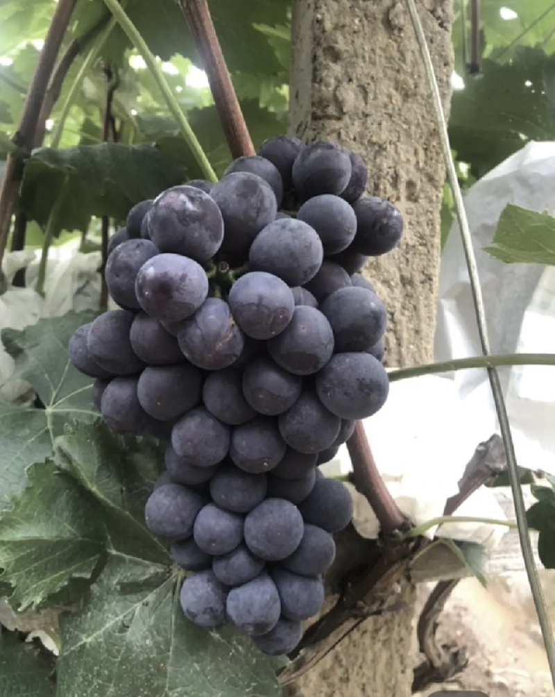 大量种植葡萄，地处胶州市胶北镇，品种：夏黑.615
