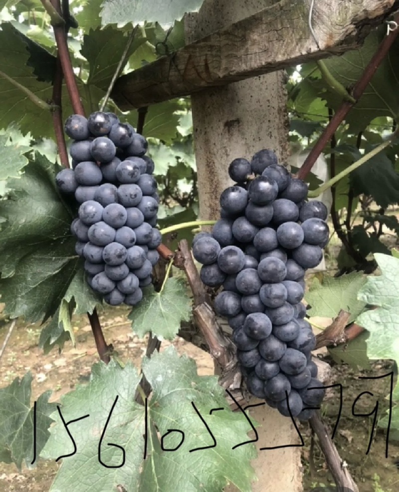 大量种植葡萄，地处胶州市胶北镇，品种：夏黑.615