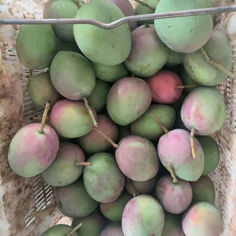 云南凯特芒大量接单价格美丽诚信合作欢迎联系