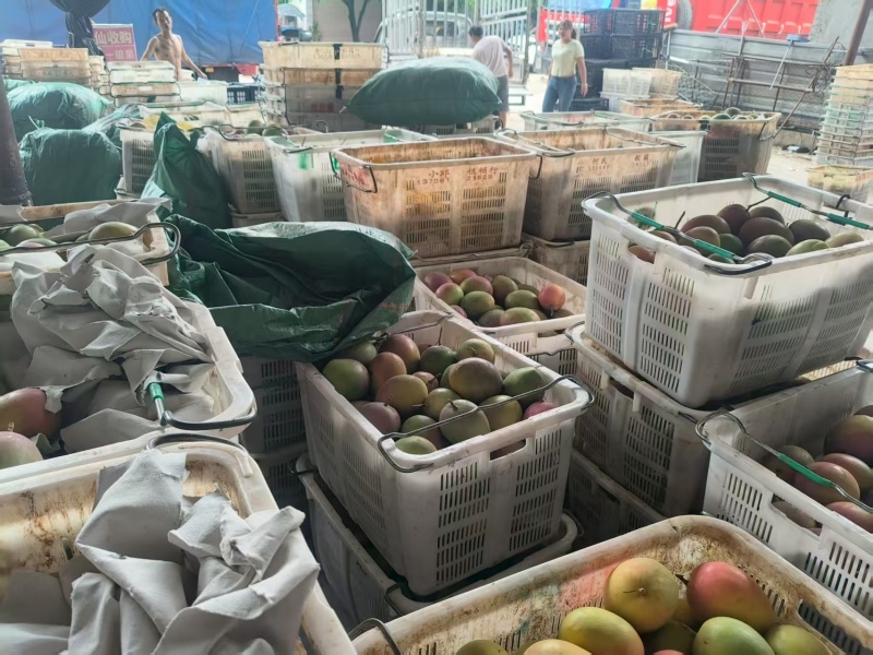 云南凯特芒大量接单价格美丽诚信合作欢迎联系